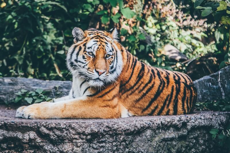 Prečo vziať deti do zoo? Prečo vziať deti do zoo?