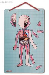 J05491_Magnetická skladačka Ľudské telo svaly kostra orgány Bodymagnet Janod od 7 rokov_3
